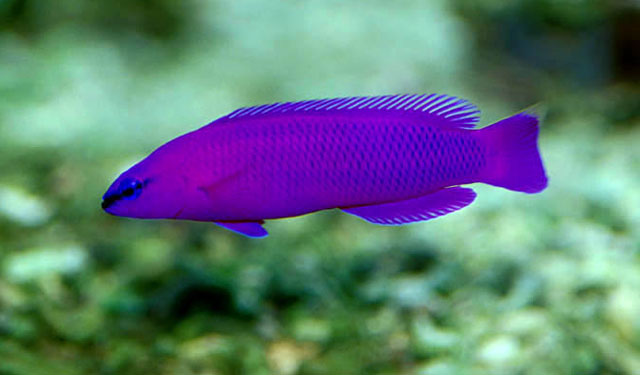 PSEUDOCHROMIS FRIDMANI